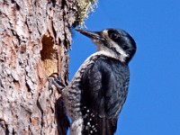 IMG 2169c  Black-backed Woodpecker (Picoides arcticus) - female at nest